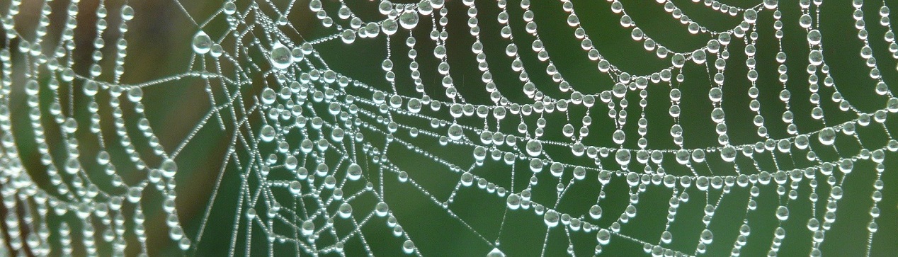 Jäinen hämähäkinverkko
