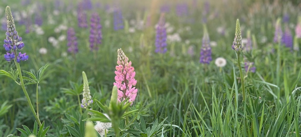 Summer evening's view of a meadow with lupines